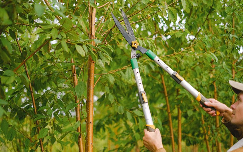 Tree trimming in Otis Orchards, WA